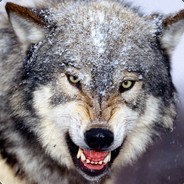 WolkodaW
